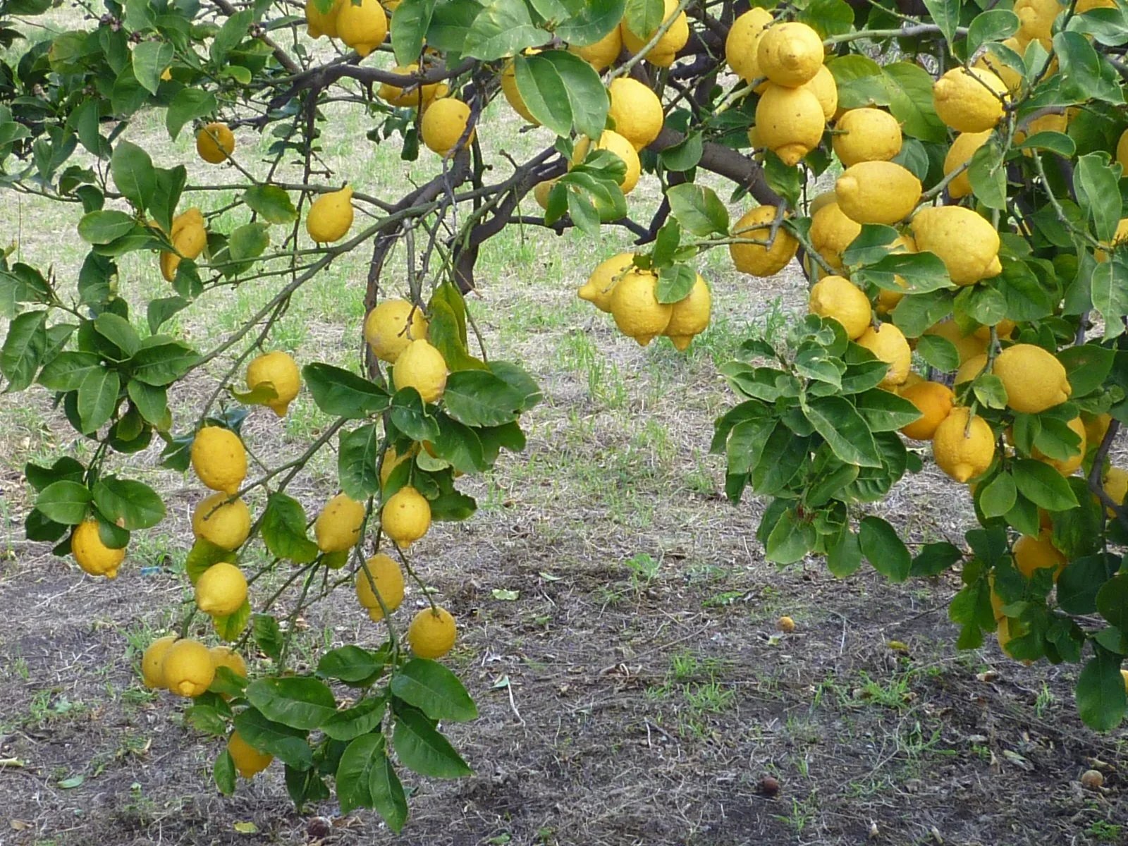 Il Giardino di Ciccio, 